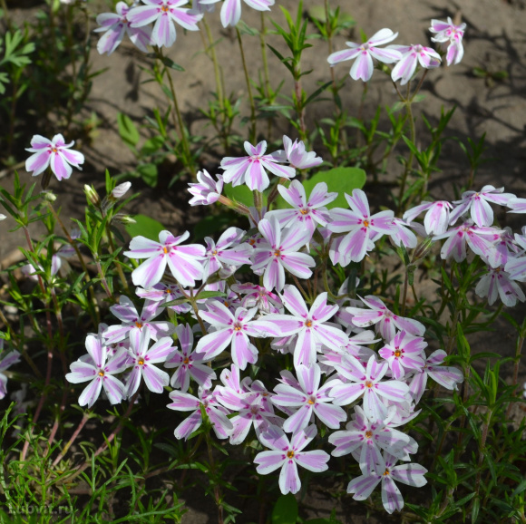 Флокс шиловидный Кэнди Страйпс (Candy Stripes) купить с доставкой