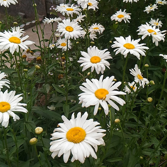 Нивяник О-ля-Лягранде (Ohh La Lagrande) купить с доставкой