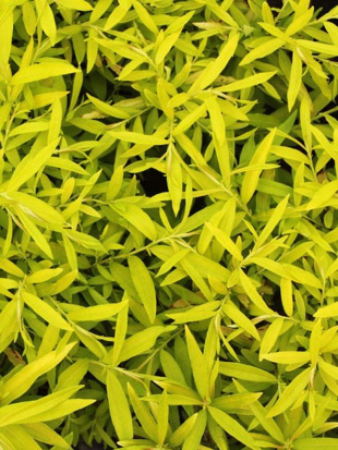 Ива сахалинская Голден Саншайн (Golden Sunshine)