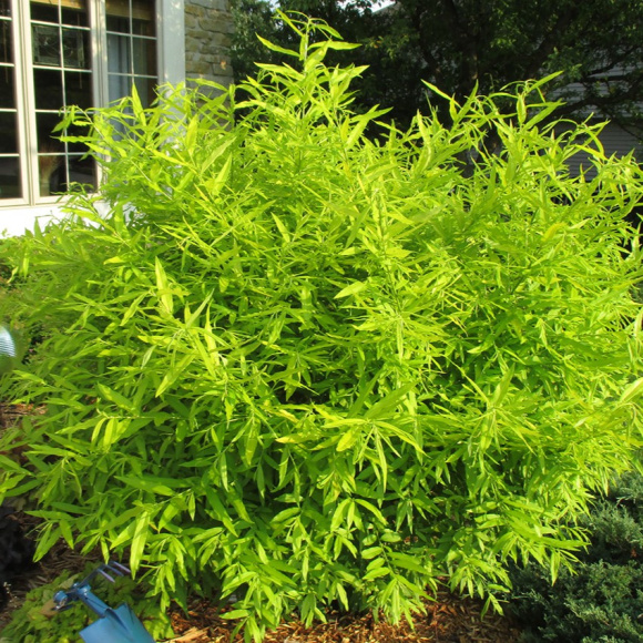 Ива сахалинская Голден Саншайн (Golden Sunshine) купить с доставкой