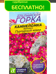Камнеломка Пурпурный ковер Арендса [Семена алтая]