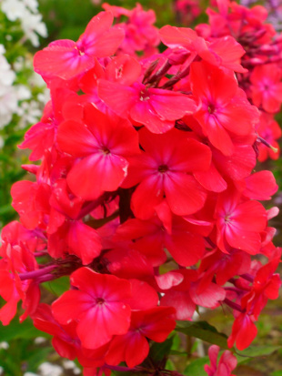 Флокс Горицвет