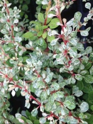 Барбарис Сильвер Бьюти (Silver Beauty)