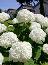 Гортензия Стронг Аннабель (Strong Annabelle) древовидная