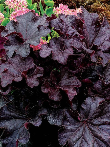 Гейхера Гранд Блэк (Grande Black) купить с доставкой