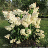 Гортензия Грандифлора (Grandiflora) метельчатая Гортензия Грандифлора (Grandiflora) метельчатая