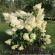 Гортензия Грандифлора (Grandiflora) метельчатая с доставкой