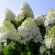 Гортензия Грандифлора (Grandiflora) метельчатая с доставкой