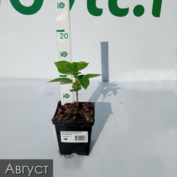 Гортензия Грандифлора (Grandiflora) метельчатая купить с доставкой Гортензия Грандифлора (Grandiflora) метельчатая купить с доставкой