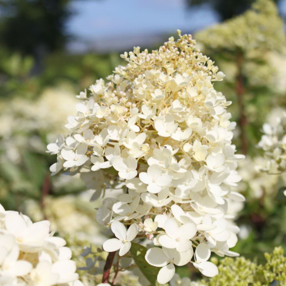 Гортензия Грандифлора (Grandiflora) метельчатая купить с доставкой Гортензия Грандифлора (Grandiflora) метельчатая купить с доставкой