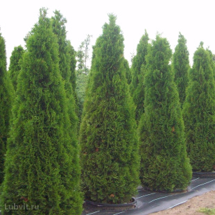 Туя Смарагд (Smaragd)