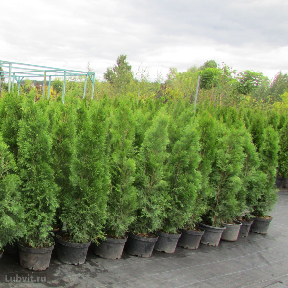 Туя Смарагд (Smaragd) купить с доставкой Туя Смарагд (Smaragd) купить с доставкой