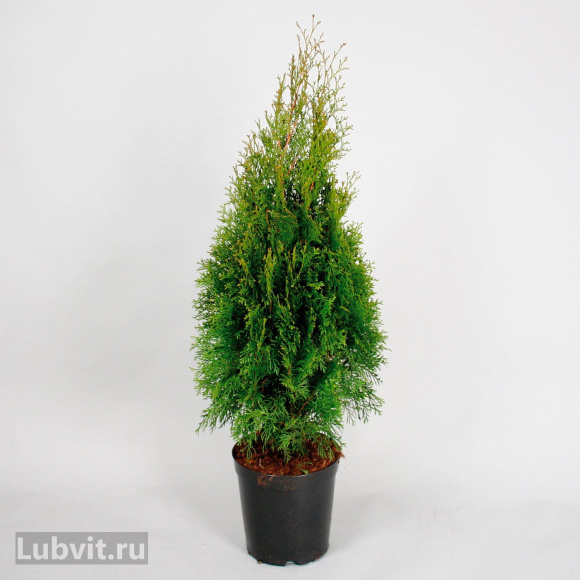 Туя Смарагд (Smaragd) купить с доставкой Туя Смарагд (Smaragd) купить с доставкой