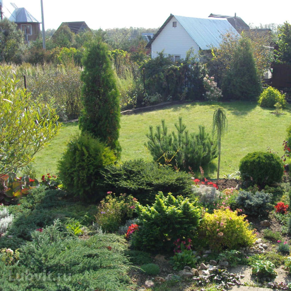 Туя Смарагд (Smaragd) купить с доставкой Туя Смарагд (Smaragd) купить с доставкой