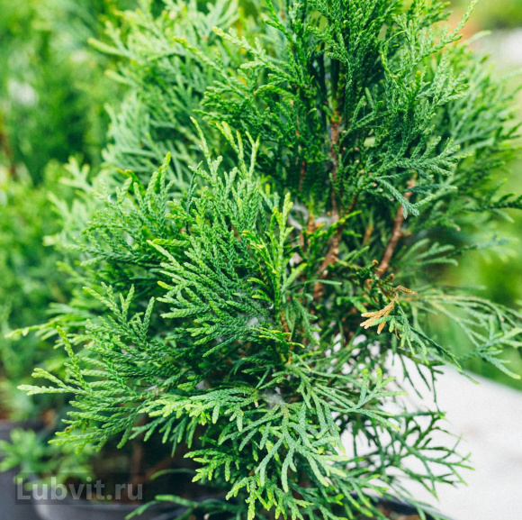 Туя Смарагд (Smaragd) купить с доставкой Туя Смарагд (Smaragd) купить с доставкой