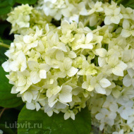 Гортензия Стерилис (Sterilis) древовидная