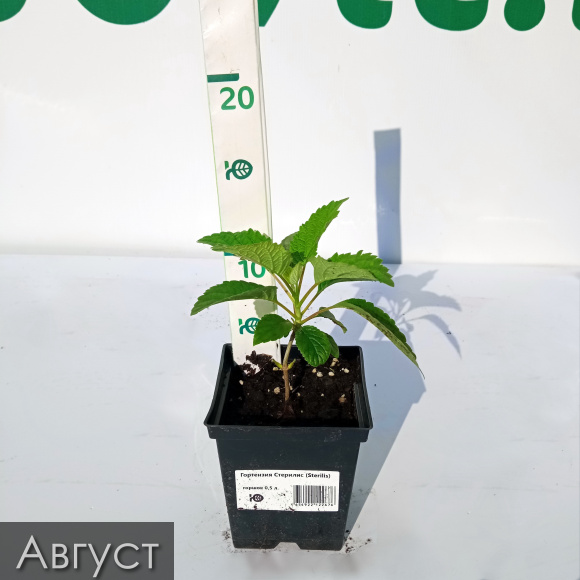 Гортензия Стерилис (Sterilis) древовидная купить с доставкой Гортензия Стерилис (Sterilis) древовидная купить с доставкой