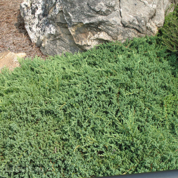 Можжевельник Нана (Nana) купить с доставкой Можжевельник Нана (Nana) купить с доставкой