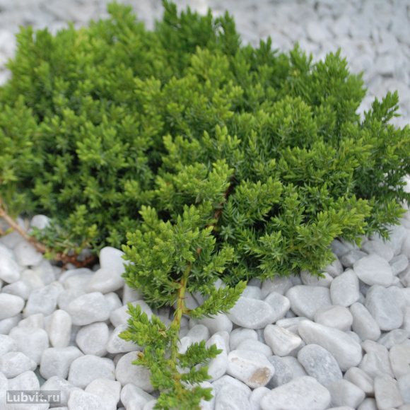 Можжевельник Нана (Nana) купить с доставкой Можжевельник Нана (Nana) купить с доставкой