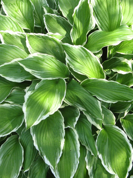 Хоста Вайт Он (White On) [L] купить с доставкой