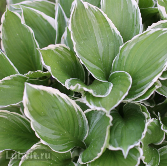 Хоста Вайт Он (White On) [L] купить с доставкой