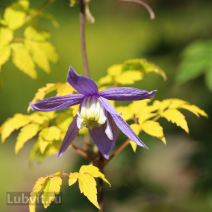 Клематис Стольвийк Голд (Stolwijk Gold)