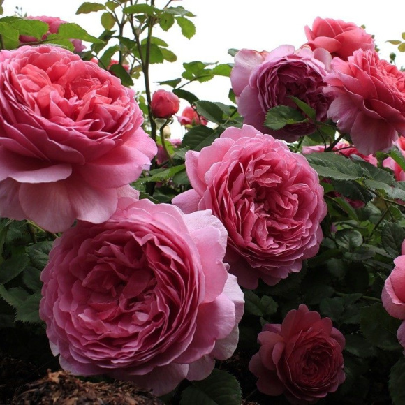 Роза Принцесс Александра оф Кент (Princess Alexandra of Kent) купить с доставкой Роза Принцесс Александра оф Кент (Princess Alexandra of Kent) купить с доставкой