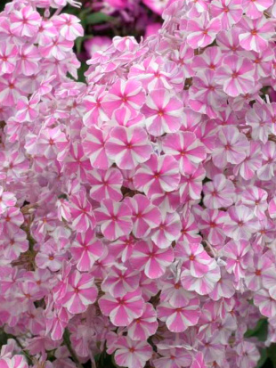 Флокс Наташа (Natasja)