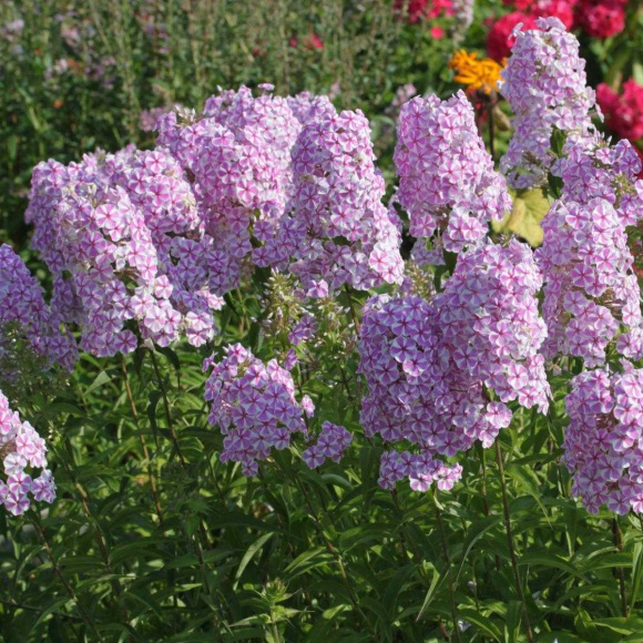 Флокс Наташа (Natasja) купить с доставкой Флокс Наташа (Natasja) купить с доставкой