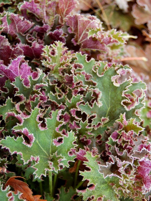 Гейхера Сашей (Sashay)