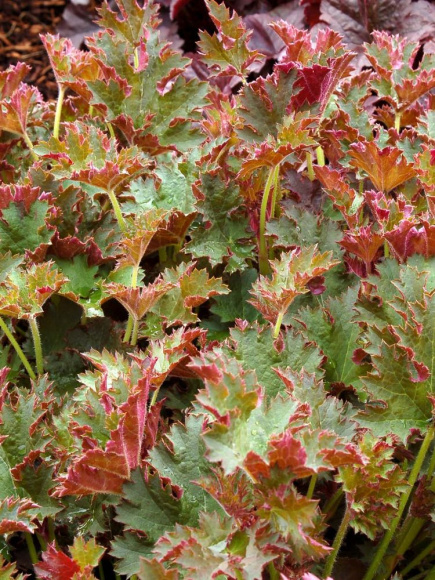 Гейхера Сашей (Sashay) купить с доставкой