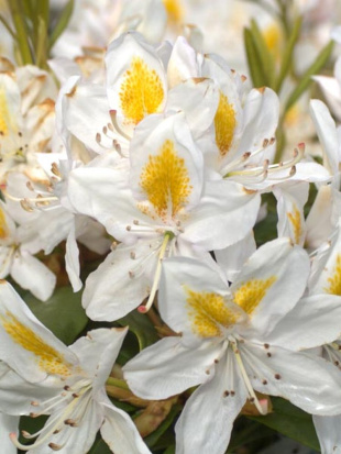 Рододендрон Мадам Массон (Madame Masson)