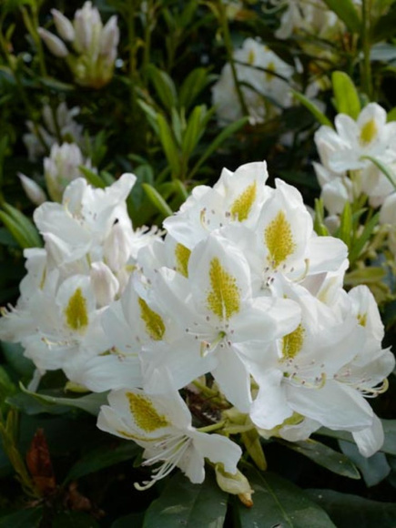 Рододендрон Мадам Массон (Madame Masson) купить с доставкой