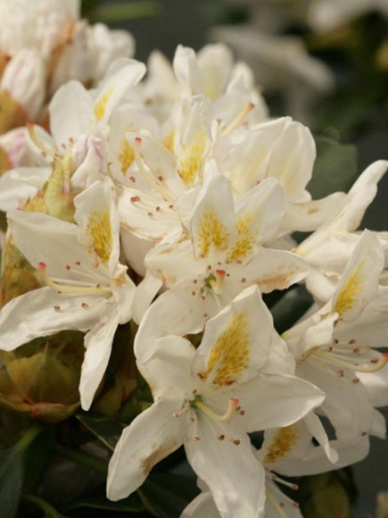 Рододендрон Мадам Массон (Madame Masson) купить с доставкой