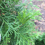 Туя Ассортимент