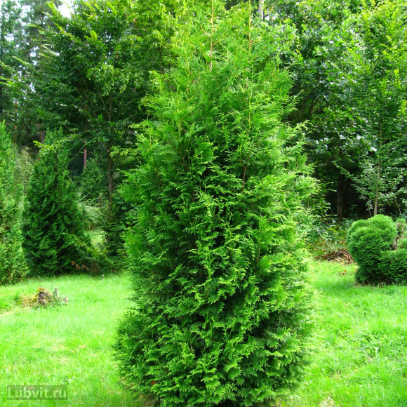 Туя Ассортимент купить с доставкой Туя Ассортимент купить с доставкой