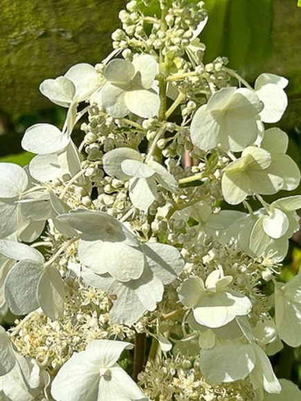 Гортензия Юник (Unique) метельчатая купить с доставкой