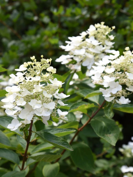 Гортензия Юник (Unique) метельчатая купить с доставкой