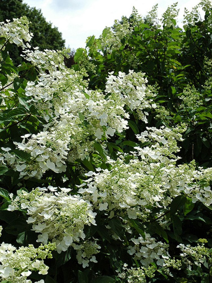 Гортензия Юник (Unique) метельчатая купить с доставкой