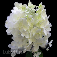 Гортензия Юник (Unique) метельчатая Гортензия Юник (Unique) метельчатая