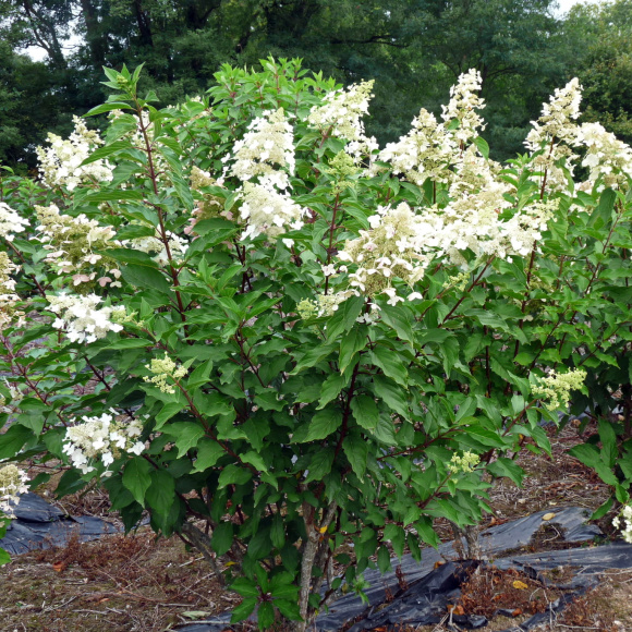 Гортензия Юник (Unique) метельчатая купить с доставкой