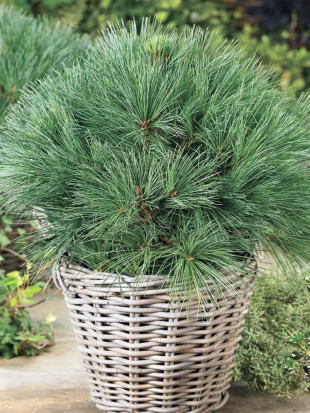 Сосна Веймутова (Pinus strobus)