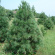 Сосна Веймутова (Pinus strobus) купить с доставкой