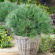 Сосна Веймутова (Pinus strobus) купить с доставкой