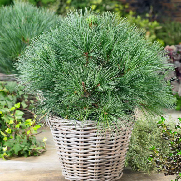 Сосна Веймутова (Pinus strobus) купить с доставкой