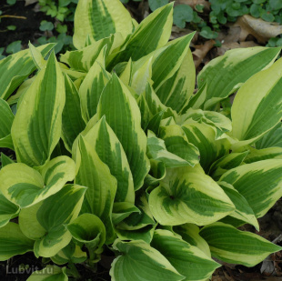 Хоста Антиох (Antioch) [L]