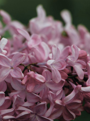 Сирень Вечерний звон