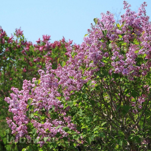 Сирень Вечерний звон купить с доставкой