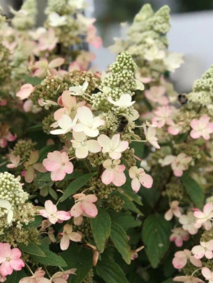 Гортензия Мэджикал Везувио (Magical Vesuvio) метельчатая купить с доставкой