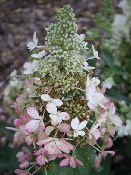 Гортензия Мэджикал Везувио (Magical Vesuvio) метельчатая купить с доставкой